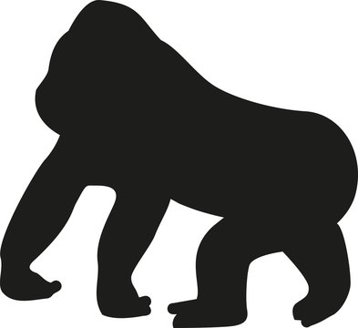 Gorilla walking