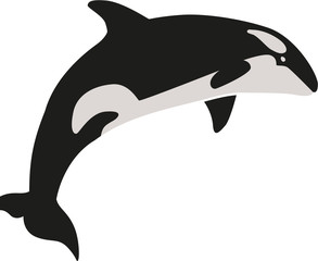 Fototapeta premium Beautiful orca whale