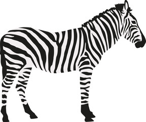 Zebra in two colors isloated - obrazy, fototapety, plakaty