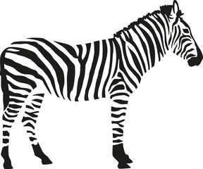 Fototapety  Sylwetka zebry na białym tle