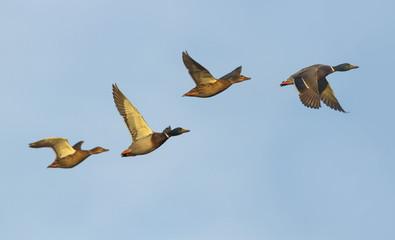 birds