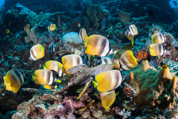 Fototapeta na wymiar Klein's Butterflyfish Feeding on Eggs on a Pacific Reef