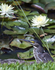 Striated heron or mangrove heron