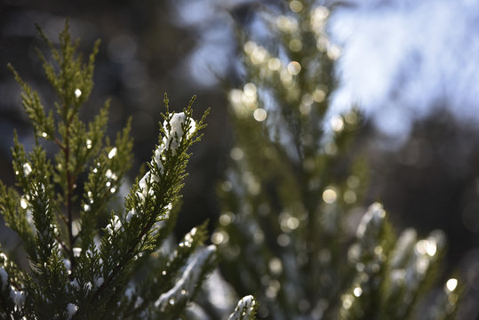 Fototapeta Snow on pine tree
