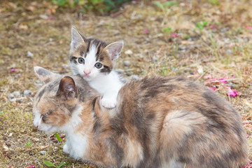 Naklejka na ściany i meble Baby kitten with a paw on its mothers back staring at the camera