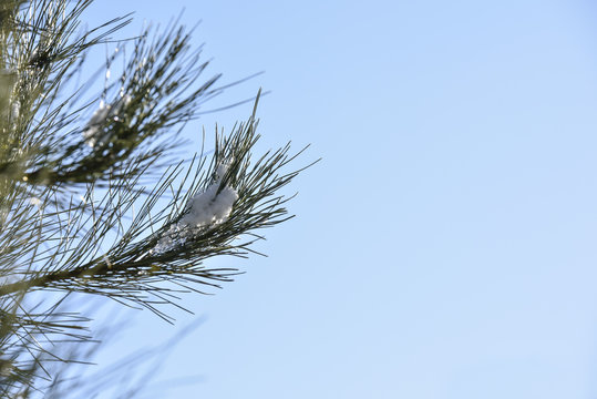 Fototapeta Snow on pine tree