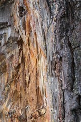 tree bark