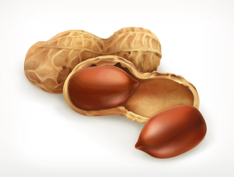 Peanuts in shell, vector icon