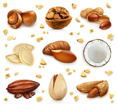 Nuts in the shell, vector icon set