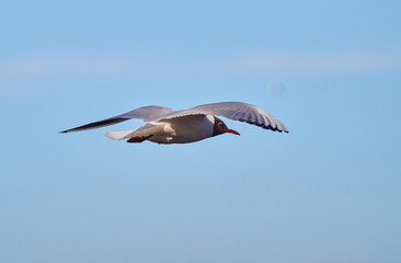 flying Seagull