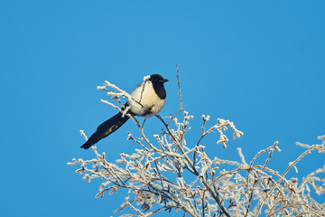 magpie on a twig
