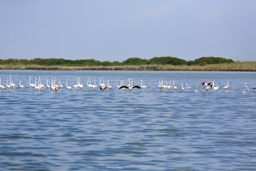 Flock of pink flamingos