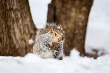 Naklejka na ściany i meble The eastern gray squirrel has predominantly gray fur, but it can have a brownish color. It has a usual white underside as compared to the typical brownish-orange underside of the fox squirrel.