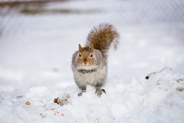 The eastern gray squirrel has predominantly gray fur, but it can have a brownish color. It has a usual white underside as compared to the typical brownish-orange underside of the fox squirrel.