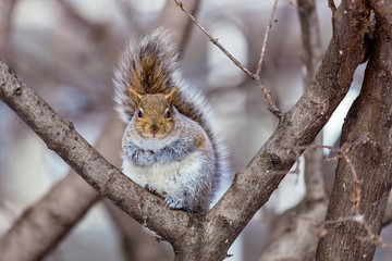 The eastern gray squirrel has predominantly gray fur, but it can have a brownish color. It has a usual white underside as compared to the typical brownish-orange underside of the fox squirrel.