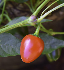 The sweet pepper growing in the garden.