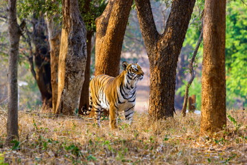 Tiger in a national park in India. These national treasures are now being protected, but due to urban growth they will never be able to roam India as they used to. 