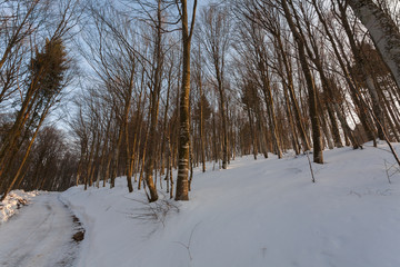 Trees in the forest