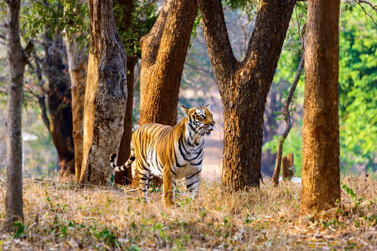 Tiger in a national park in India. These national treasures are now being protected, but due to urban growth they will never be able to roam India as they used to. 