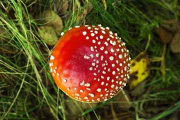 Close up of a poisonous Amanita mushroom