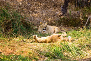 Asiatic Lion in a national park in India. These national treasures are now being protected, but due to urban growth they will never be able to roam India as they used to. 