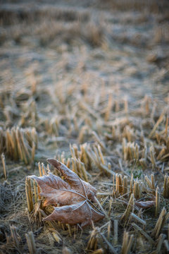 Foglia secca ghiacciata di platano isolata e appoggiata su un campo  brinato