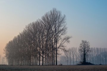 Filari di alberi spogli in aperta campagna in inverno 