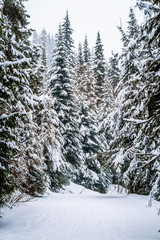  The wonders of a winter landscape with snow covered trees at Sun Peaks village in the Shuswap Highlands in central British Columbia, Canada