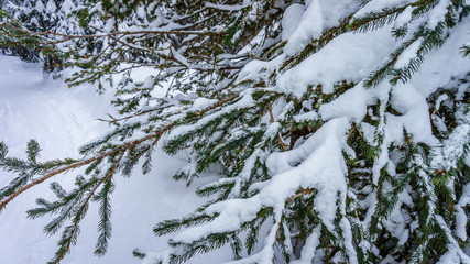 Snow covered pine tree branches in the Shuswap Highlands of Central British Columbia< Canada