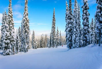Winter landscape on the mountains with snow covered trees and ski runs on a nice winter day under beautiful skies at the village of Sun Peaks in the Shuswap Highlands of central British Columbia