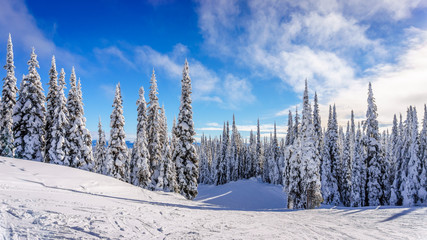 Winter landscape on the mountains with snow covered trees and ski runs on a nice winter day under beautiful skies at the village of Sun Peaks in the Shuswap Highlands of central British Columbia - obrazy, fototapety, plakaty