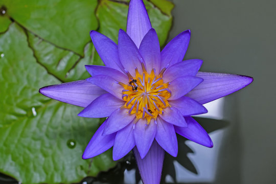 Fototapeta Violet  lotus flower (nymphaea spp (hybrid) on white   Backgrounds for  Backgrounds/textures