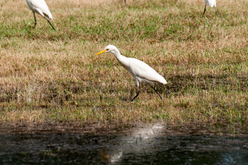 Whooping Crane