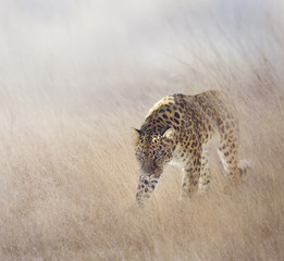 Naklejka premium Leopard in The Grass