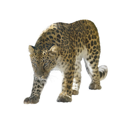 Leopard Isolated on White