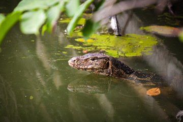 Water monitor live habitat where is water ,lake and river. Outdo
