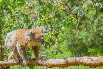 Naklejka na ściany i meble Australian Koala on a branch
