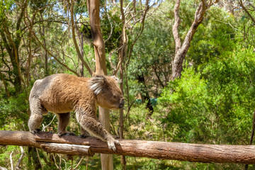 Fototapeta premium Male Koala Victoria Australia