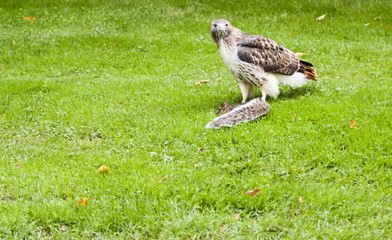 Red Tail Hawk and it's Prey
