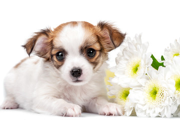 sweet Chihuahua puppy with chrysanthemums  flowers close-up isolated on white background 
