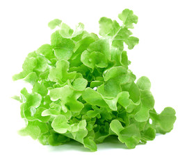 fresh  lettuce leaves isolated on white