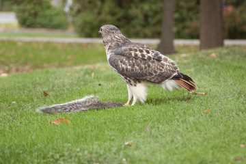 Red Tail Hawk and Prey