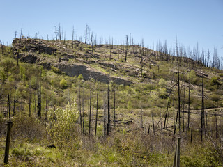 Fototapeta na wymiar Burnout Area of Mountain Forest