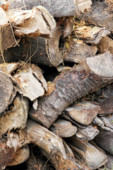 Pile of wood logs on the edge of the forest