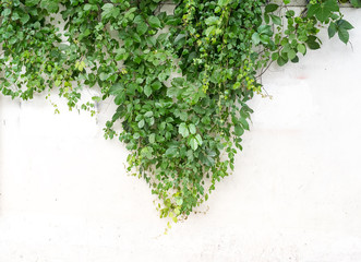 ivy leaves isolated on a white background