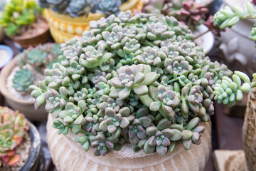  Miniature succulent plants