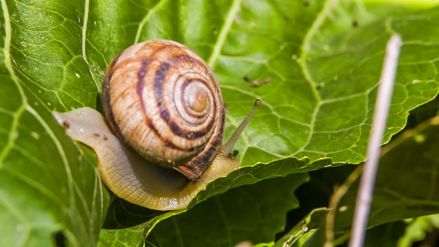 Snail Creeps On a Leaf
