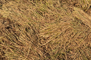 texture of the rice fields
