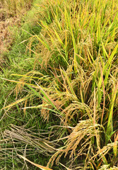 beautiful rice field