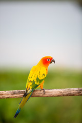 Fototapeta na wymiar Colorful yellow parrot, Sun Conure (Aratinga solstitialis), stan